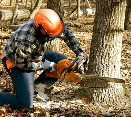 Tree Removal in Sweet Briar, VA